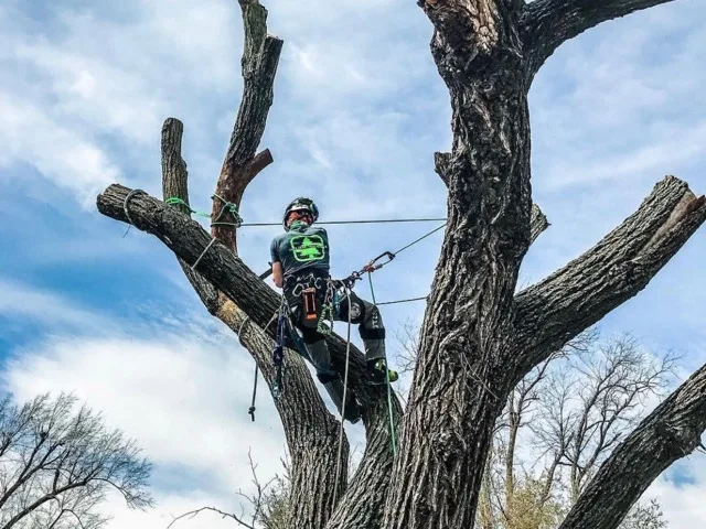 Arborista kötélbiztosítással ágakat választ le a fa koronájából